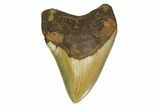 Serrated, Fossil Megalodon Tooth - North Carolina #164815-1